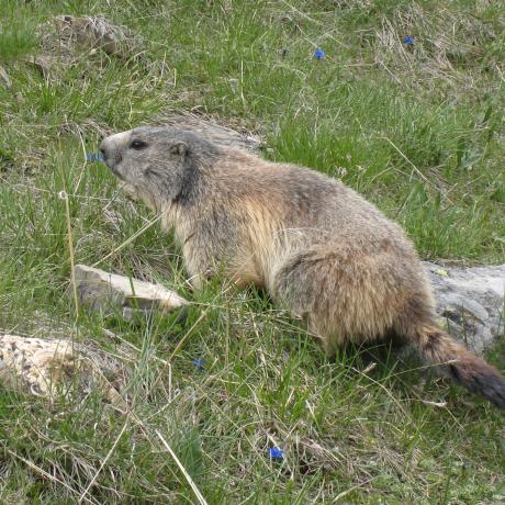 Marmotte Haute Ubaye