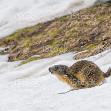 marmotte.jpg marmotte.jpg